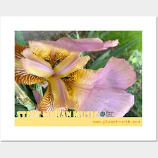 Iris in bloom Posters and Art